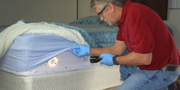 Effective Strategies To Deal With Bed Bug Infestations